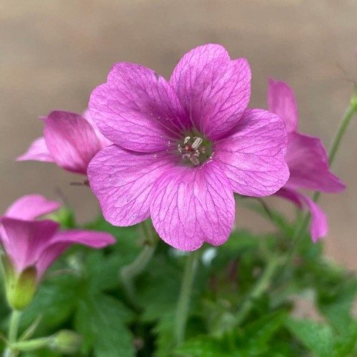 Geranium x oxonianum Wargrave Pink | ScotPlants Direct